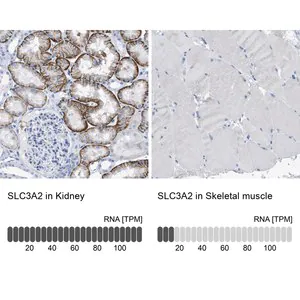 Merck Anti-SLC3A2 antibody produced in rabbit