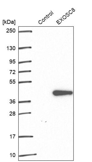 Merck Anti-EXOSC8 antibody produced in rabbit