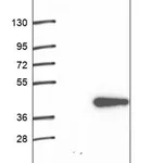 Merck Anti-EXOSC8 antibody produced in rabbit