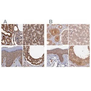 Merck Anti-PSMD9 antibody produced in rabbit