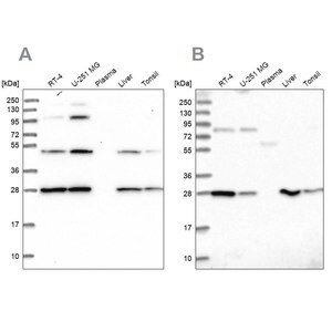 Merck Anti-PGLS antibody produced in rabbit