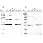 Merck Anti-PGLS antibody produced in rabbit