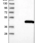 Merck Anti-LRRC28 antibody produced in rabbit