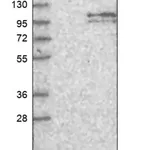 Merck Anti-GAA antibody produced in rabbit