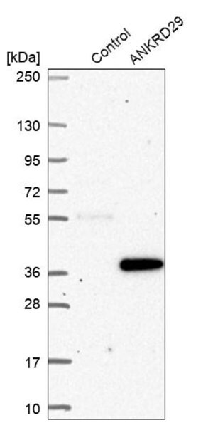 Merck Anti-ANKRD29 antibody produced in rabbit