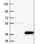 Merck Anti-ANKRD29 antibody produced in rabbit