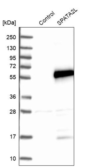 Merck Anti-SPATA2L antibody produced in rabbit