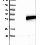 Merck Anti-SPATA2L antibody produced in rabbit