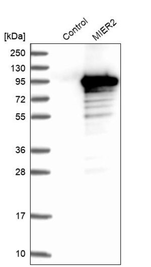 Merck Anti-MIER2 antibody produced in rabbit