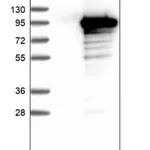 Merck Anti-MIER2 antibody produced in rabbit