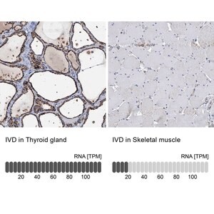 Merck Anti-IVD antibody produced in rabbit