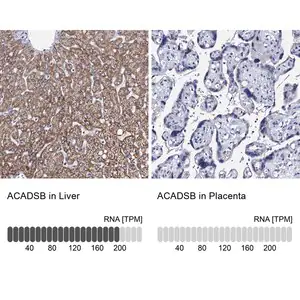 Merck Anti-ACADSB antibody produced in rabbit