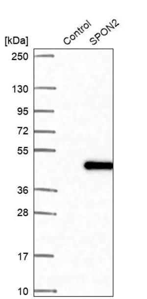 Merck Anti-SPON2 antibody produced in rabbit