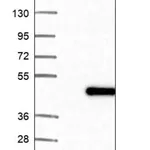 Merck Anti-SPON2 antibody produced in rabbit