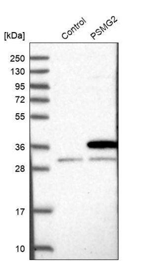 Merck Anti-PSMG2 antibody produced in rabbit
