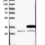 Merck Anti-PSMG2 antibody produced in rabbit