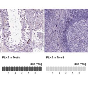 Merck Anti-PLK5 antibody produced in rabbit