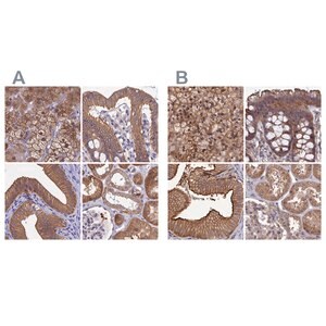 Merck Anti-STUB1 antibody produced in rabbit