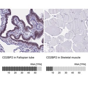 Merck Anti-CD2BP2 antibody produced in rabbit