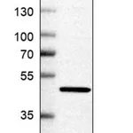 Merck Anti-AHCY antibody produced in rabbit