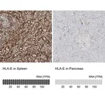 Merck Anti-HLA-E antibody produced in rabbit