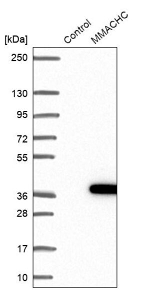 Merck Anti-MMACHC antibody produced in rabbit