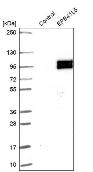 Merck Anti-EPB41L5 antibody produced in rabbit
