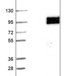 Merck Anti-EPB41L5 antibody produced in rabbit