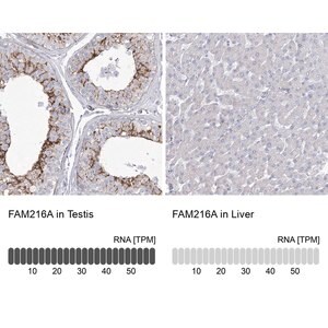 Merck Anti-FAM216A antibody produced in rabbit