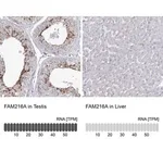 Merck Anti-FAM216A antibody produced in rabbit