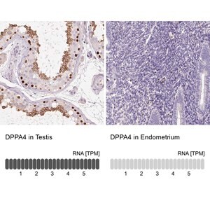 Merck Anti-DPPA4 antibody produced in rabbit