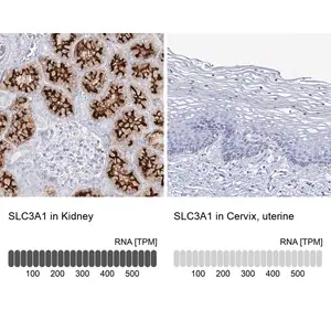 Merck Anti-SLC3A1 antibody produced in rabbit
