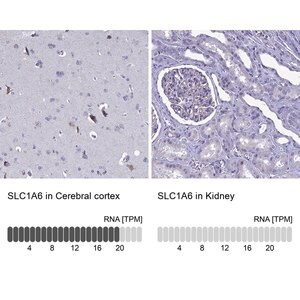 Merck Anti-SLC1A6 antibody produced in rabbit