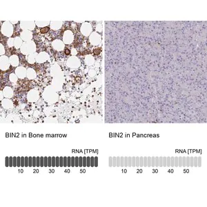Merck Anti-BIN2 antibody produced in rabbit
