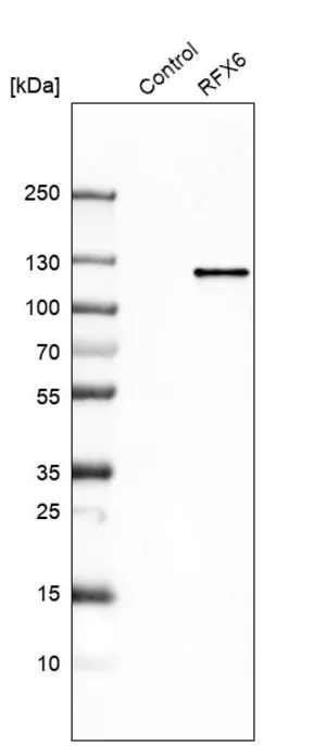 Merck Anti-RFX6 antibody produced in rabbit
