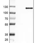 Merck Anti-RFX6 antibody produced in rabbit