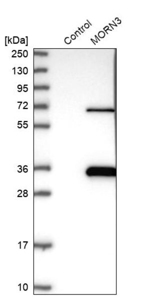 Merck Anti-MORN3 antibody produced in rabbit