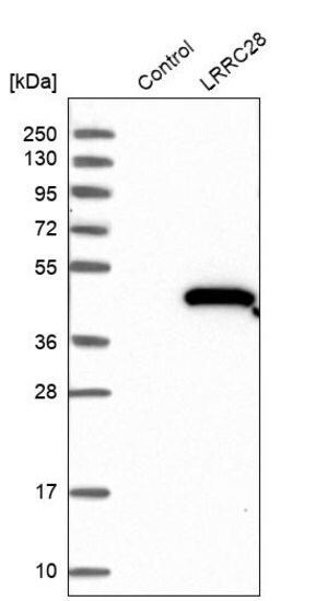 Merck Anti-LRRC28 antibody produced in rabbit