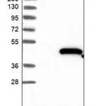 Merck Anti-LRRC28 antibody produced in rabbit