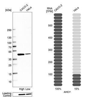 Merck Anti-AHCY antibody produced in rabbit