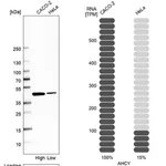 Merck Anti-AHCY antibody produced in rabbit