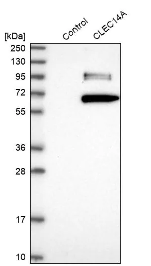 Merck Anti-CLEC14A antibody produced in rabbit