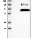 Merck Anti-CLEC14A antibody produced in rabbit