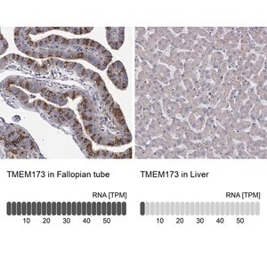 Merck Anti-TMEM173 antibody produced in rabbit