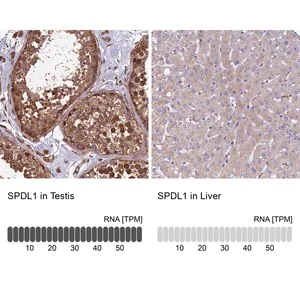 Merck Anti-SPDL1 antibody produced in rabbit