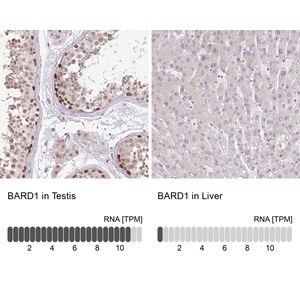 Merck Anti-BARD1 antibody produced in rabbit