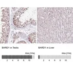 Merck Anti-BARD1 antibody produced in rabbit