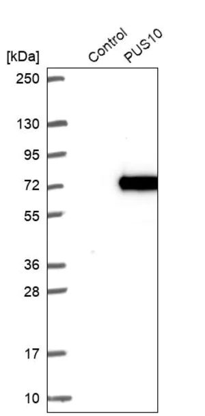 Merck Anti-PUS10 antibody produced in rabbit