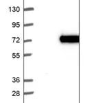 Merck Anti-PUS10 antibody produced in rabbit