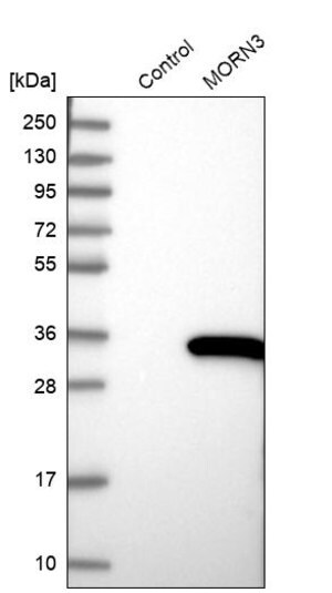Merck Anti-MORN3 antibody produced in rabbit